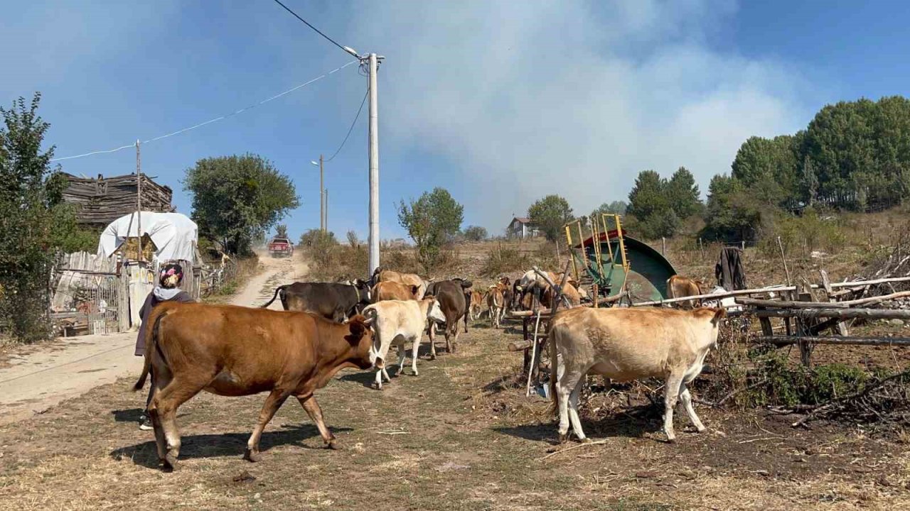 Alevlenen yangından hayvanlarını böyle kaçırdı