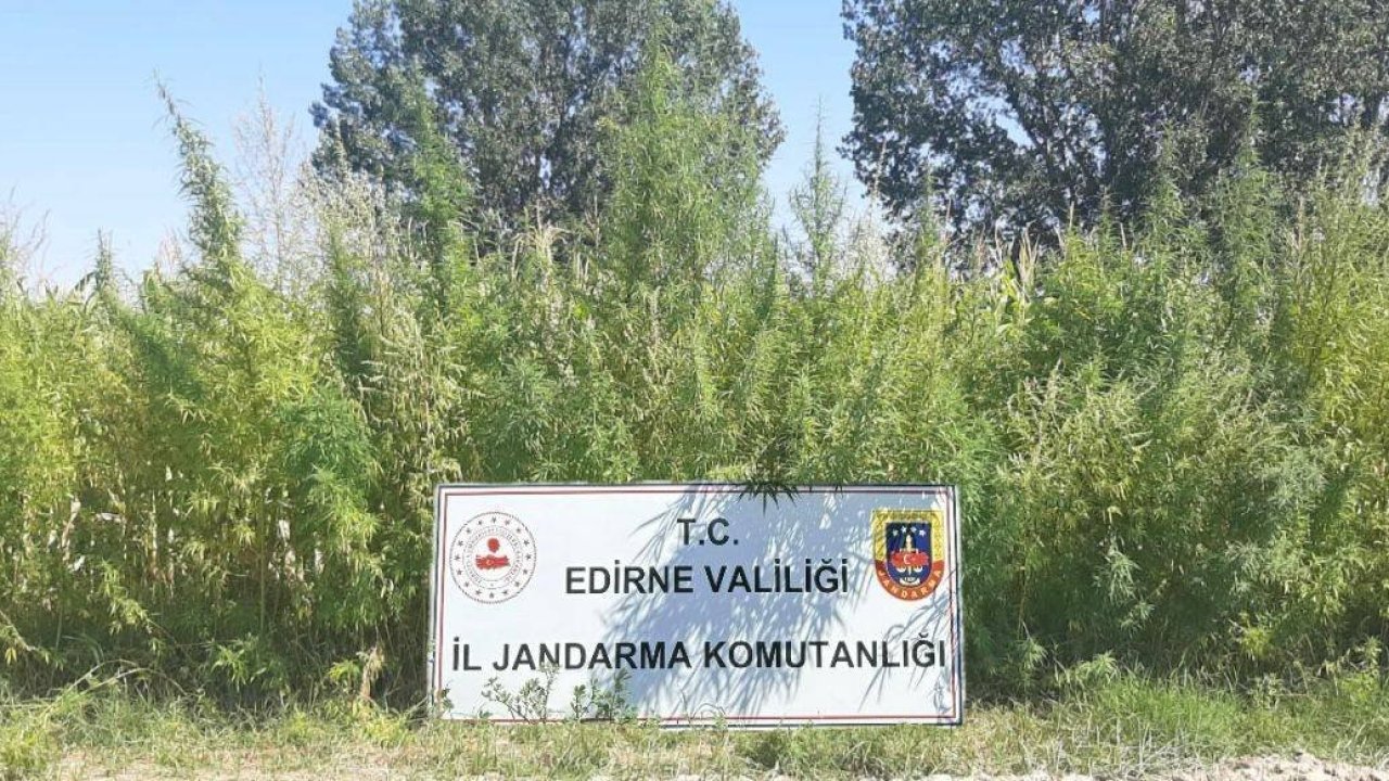 Edirne’de tarlada 159 bin kök kenevir ele geçirildi