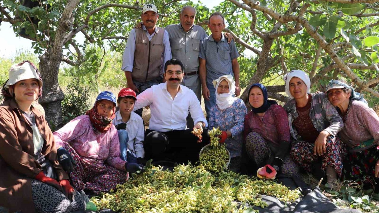 Selendi’de yeşil altında hasat başladı