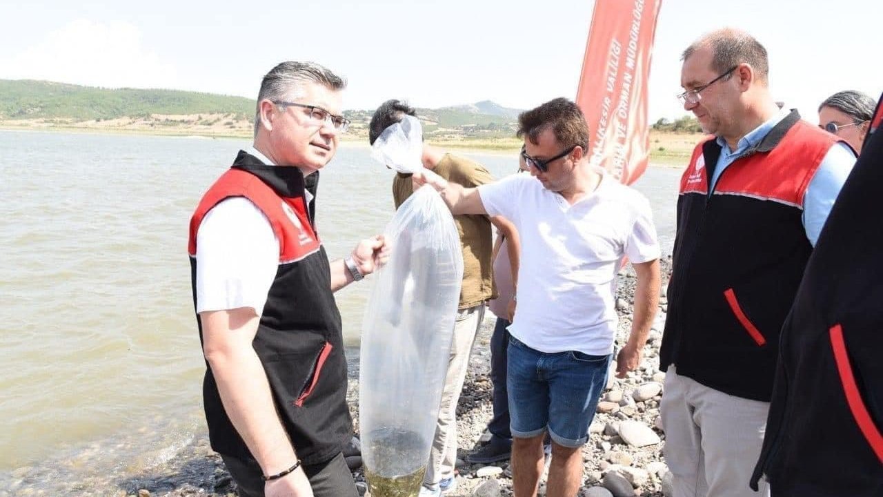 Kapıdağ’da bulunan gölete 50 bin sazan balığı salındı