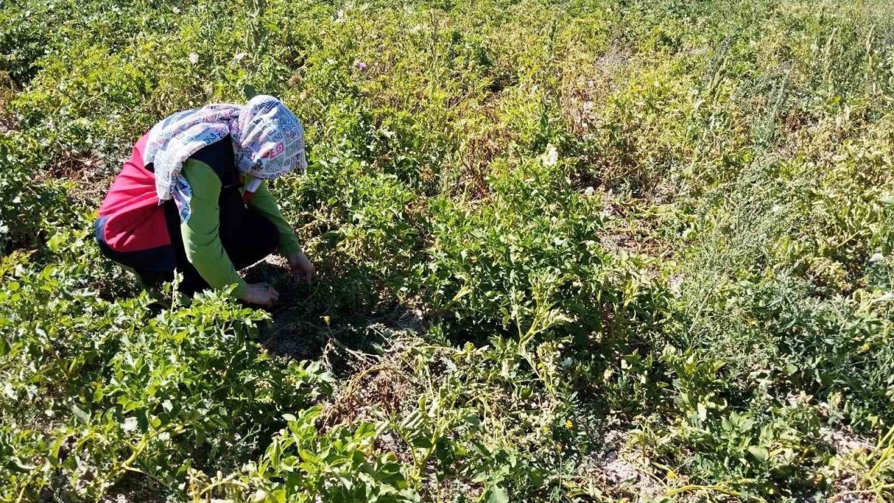 Tavşanlı’da patates üretimi yapılan alanlarda hastalık ve zararlı surveyleri yapıldı