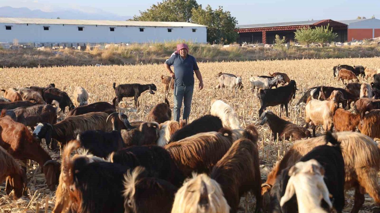 Çobanların kavurucu sıcakta zorlu mesaisi, yüksek maaş talebi çoban bulmayı zorluyor