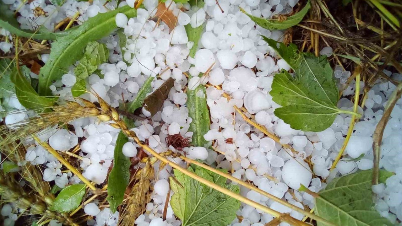 Çameli’nde şiddetli dolu ekili arazilere zarar verdi