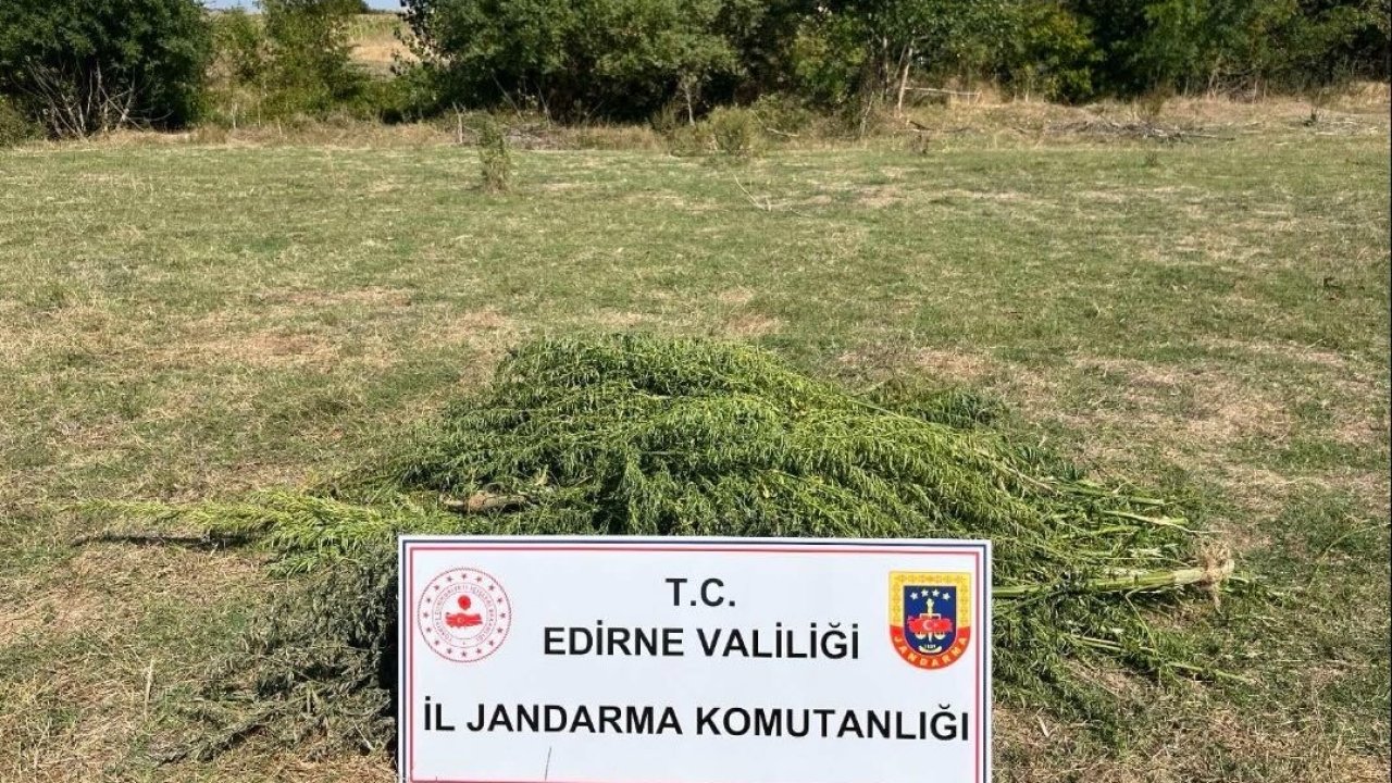 Edirne’de uyuşturucu operasyonu: 300 kök kenevir imha edildi