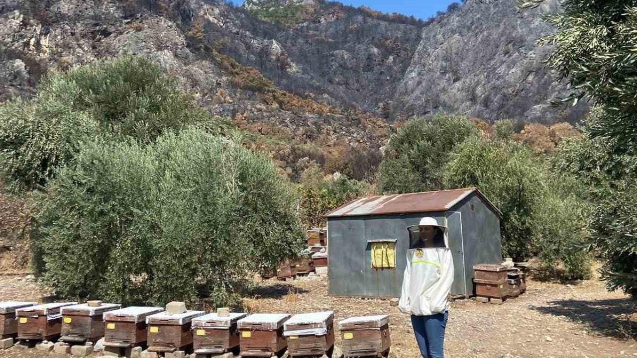 Söke’de arı konaklatma yerleri denetimleri sürüyor