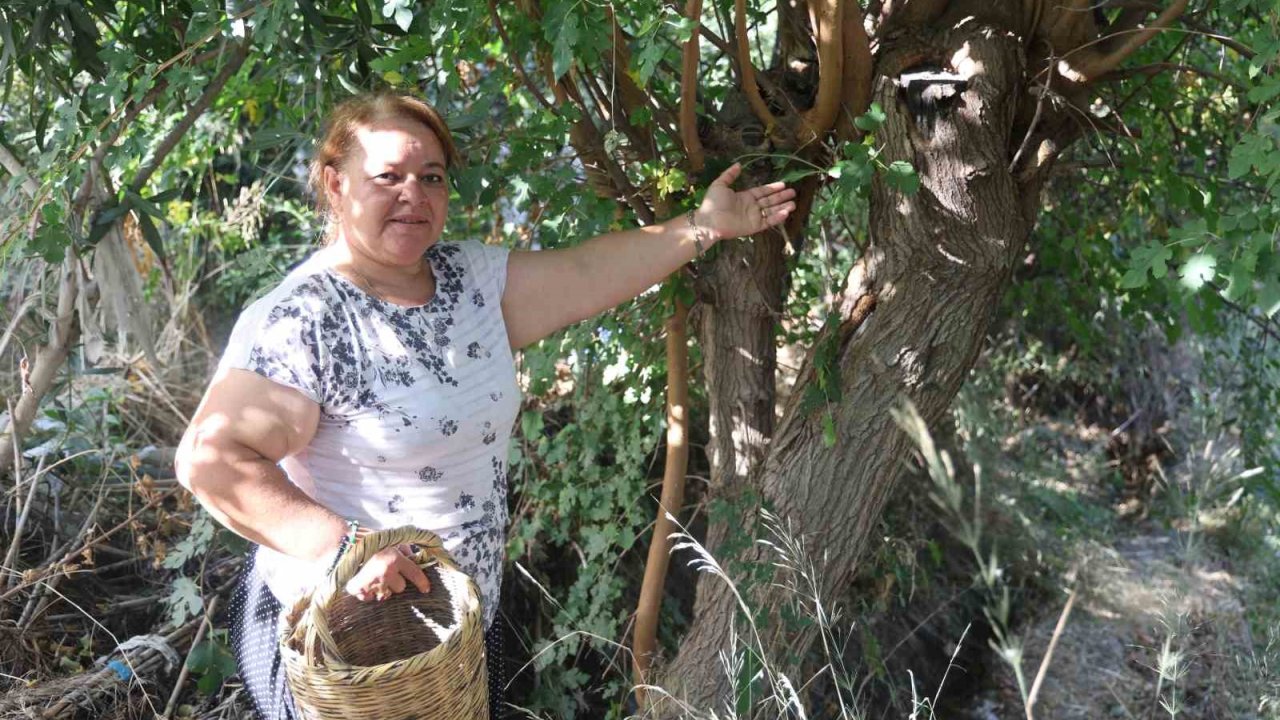 Çiftçi kadın, incir toplarken bir buçuk metrelik engerek yılanıyla karşılaştı