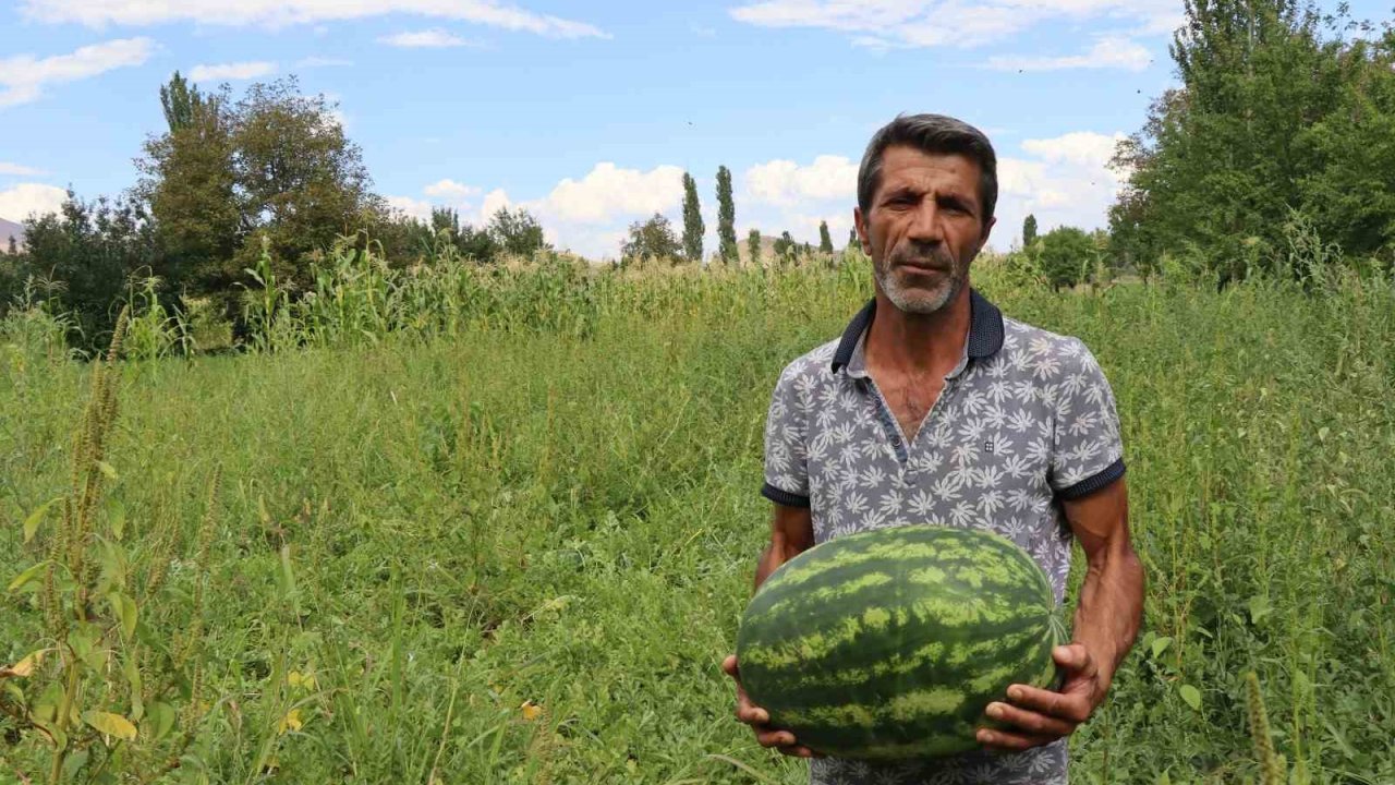 Oltu’da yerli üretim karpuz ilgi görüyor