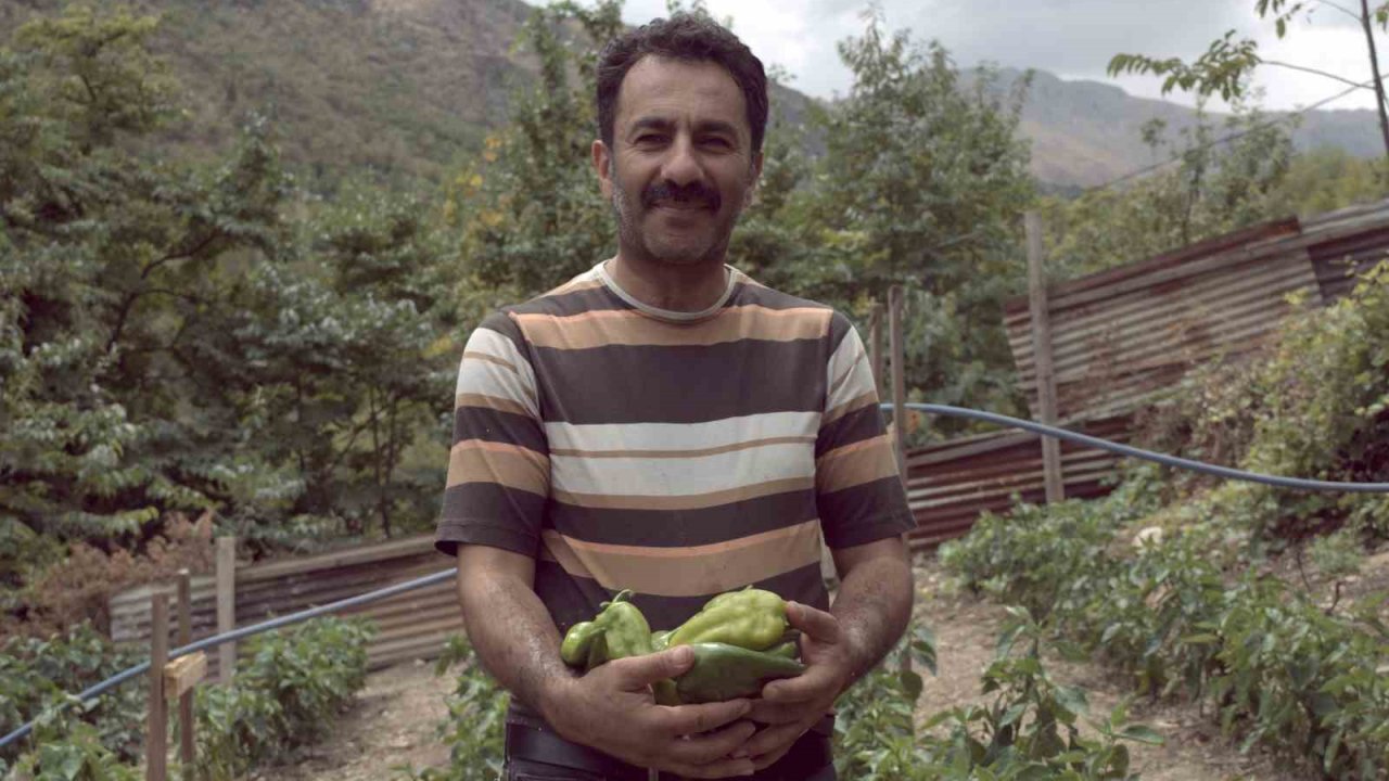 Kemaliye’de kapya biberi yetiştirilmeye başlandı