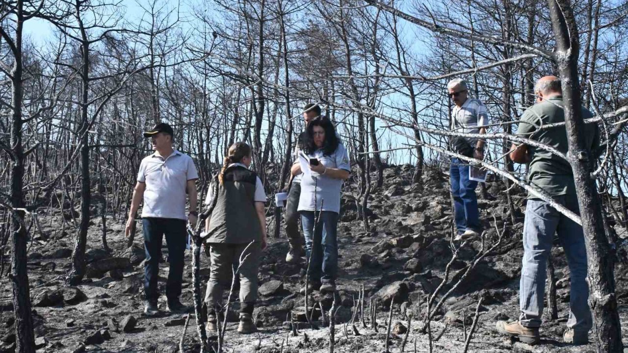 Muğla’da yanan orman alanlarında yeşillendirme çalışmaları başladı