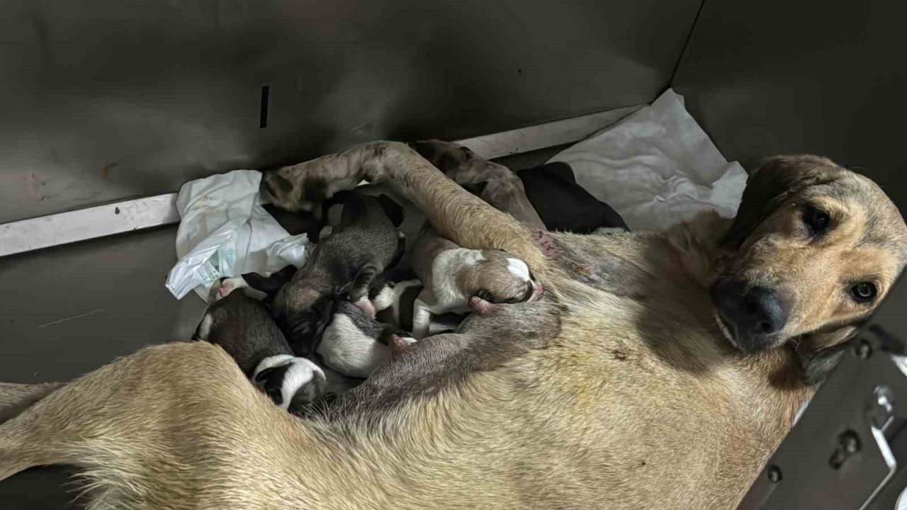 Otomobilin altında kalan hamile köpeğin imdadına hayvanseverler yetişti