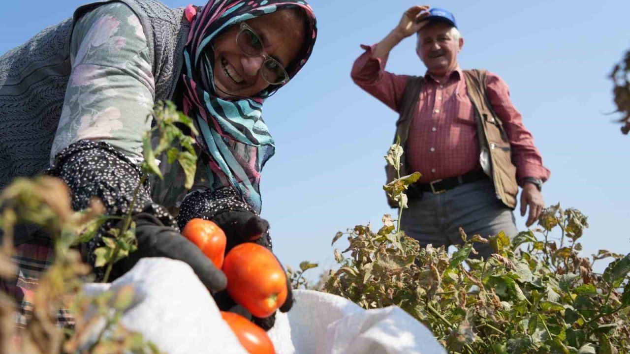 Domates tarlada kalmayacak, Bakanlıktan salça fabrikalarına destek geldi