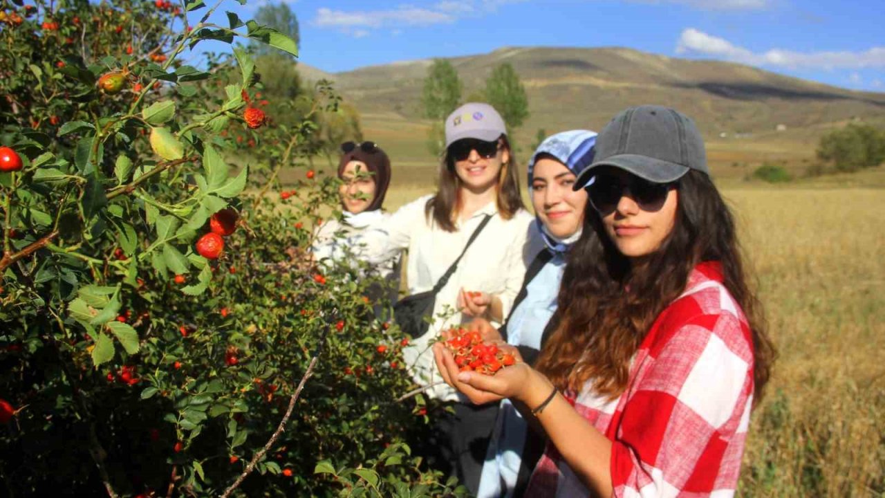 Erzincan’da kuşburnu, zorlu arazilerde toplanmaya başlandı