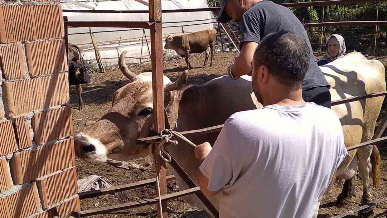 Ortaca’da hayvan sağlığı için çalışmalar devam ediyor