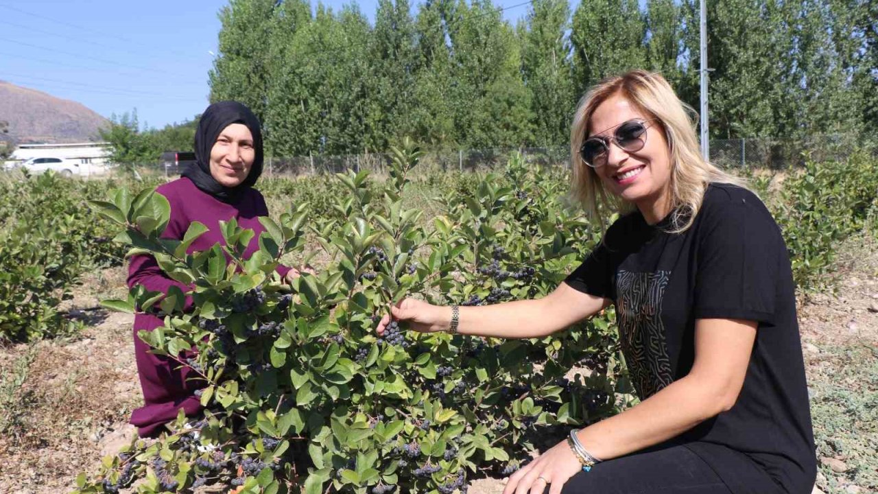 Erzincan’da “Süper meyve" bahçesi kuran ziraat mühendisi kadın “ilk hasat” heyecanı yaşadı