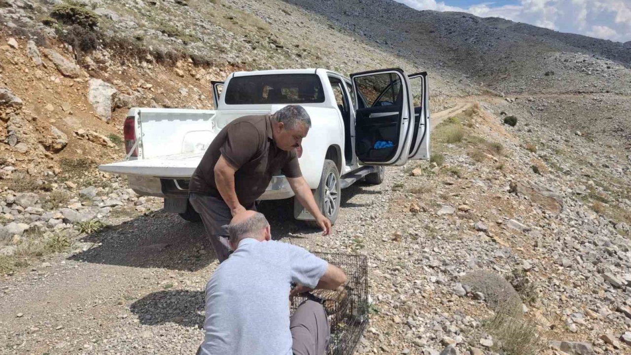 Yaralı bulunan kızıl şahin tedavi edilerek doğaya salındı