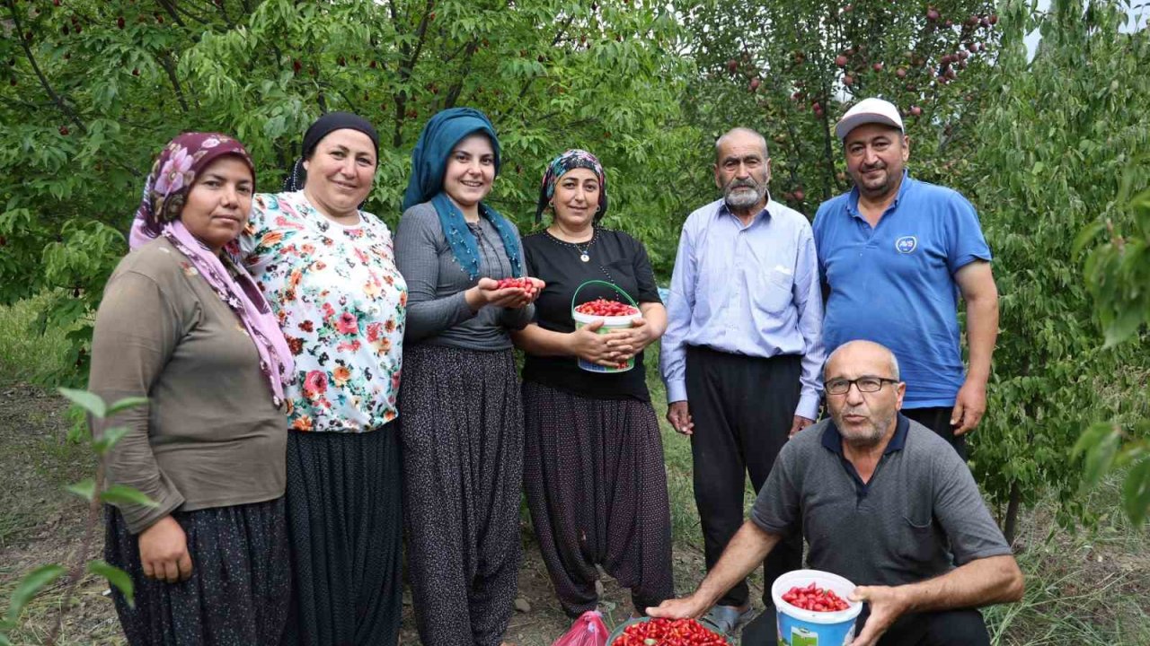 Toroslar’da yetişen şifalı kızılcık kirazının hasadı başladı