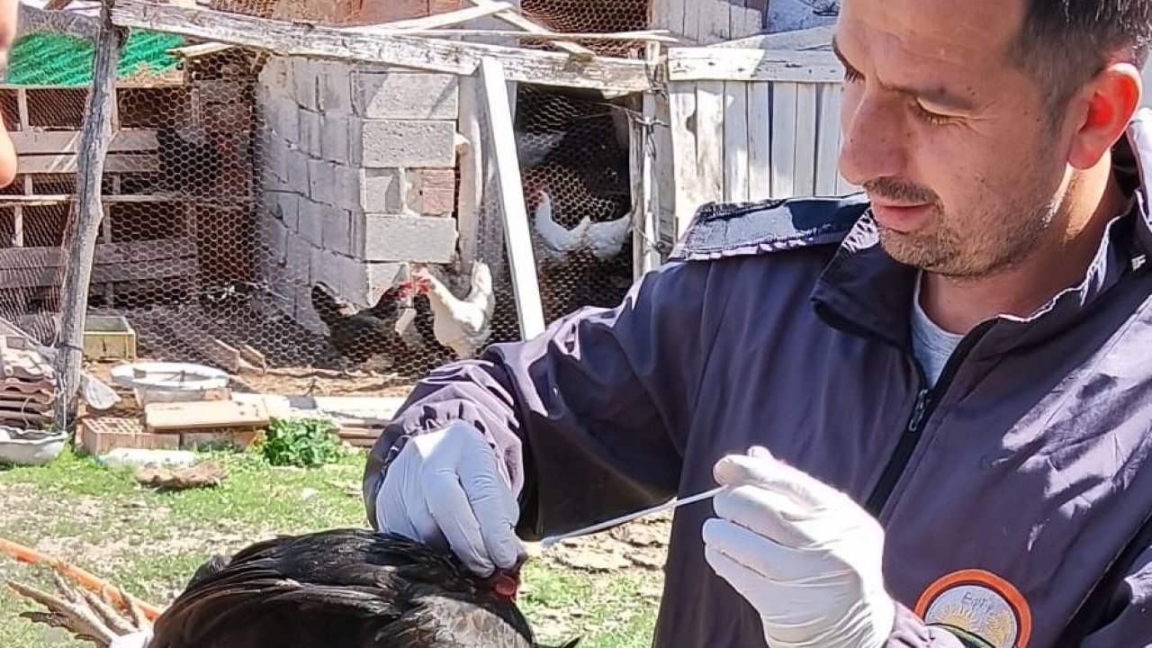 Sağlıklı yumurta üretimi çalışmaları devam ediyor