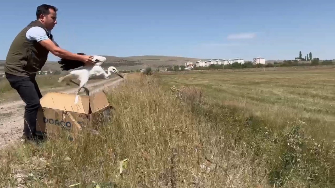 Kars’ta tedavi edilen leylekler doğaya bırakıldı