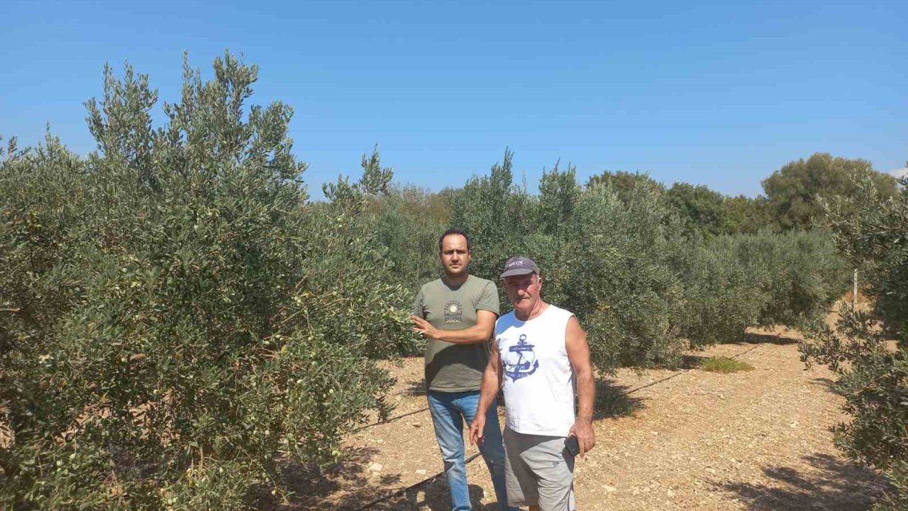 Aydın’da zeytin rekolte tahmin çalışmaları başladı