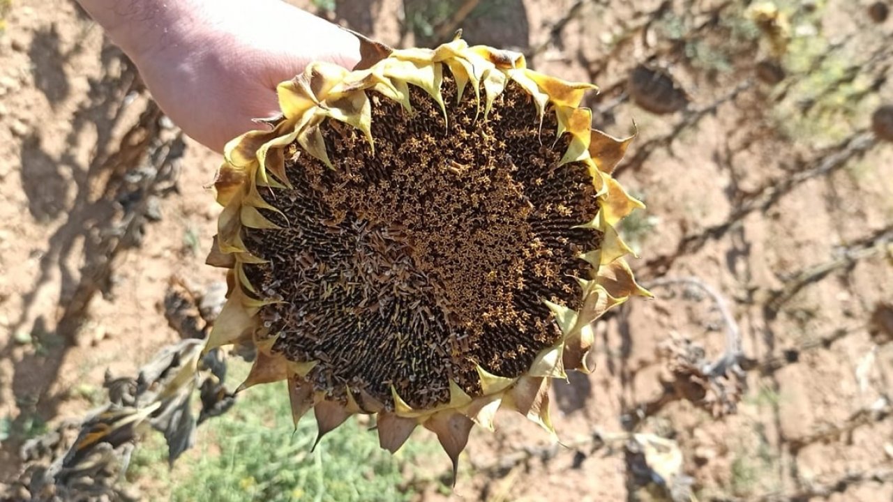 Ayçiçeği hasadı devam ediyor