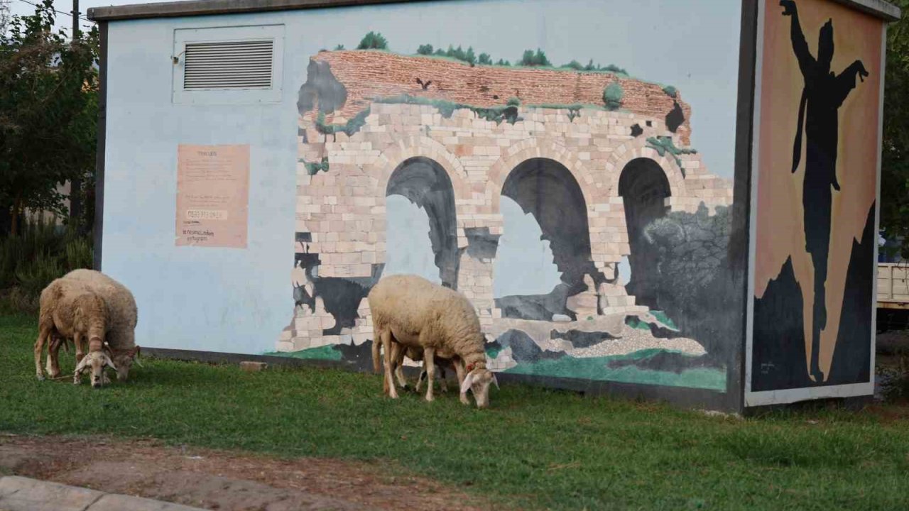 Doğurganlık hızının hızla düştüğü Aydın’da parklar koyunlara kaldı