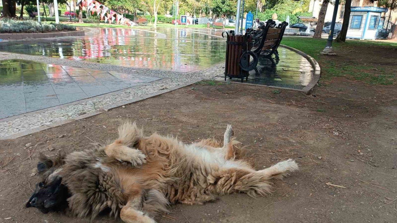 İlginç şekilde uyuyan köpek dikkat çekti