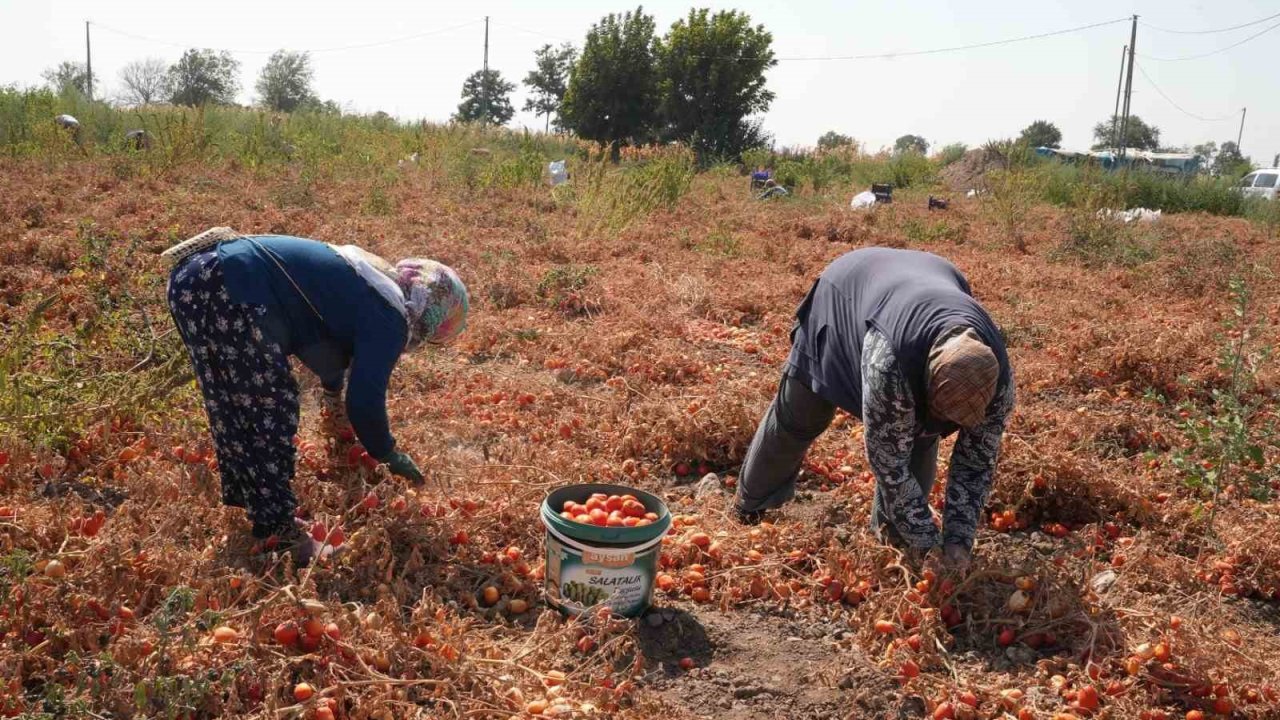 Domatesi tarlada kalan çiftçi, Büyükşehir aracılığıyla ihtiyaç sahiplerine bağışladı