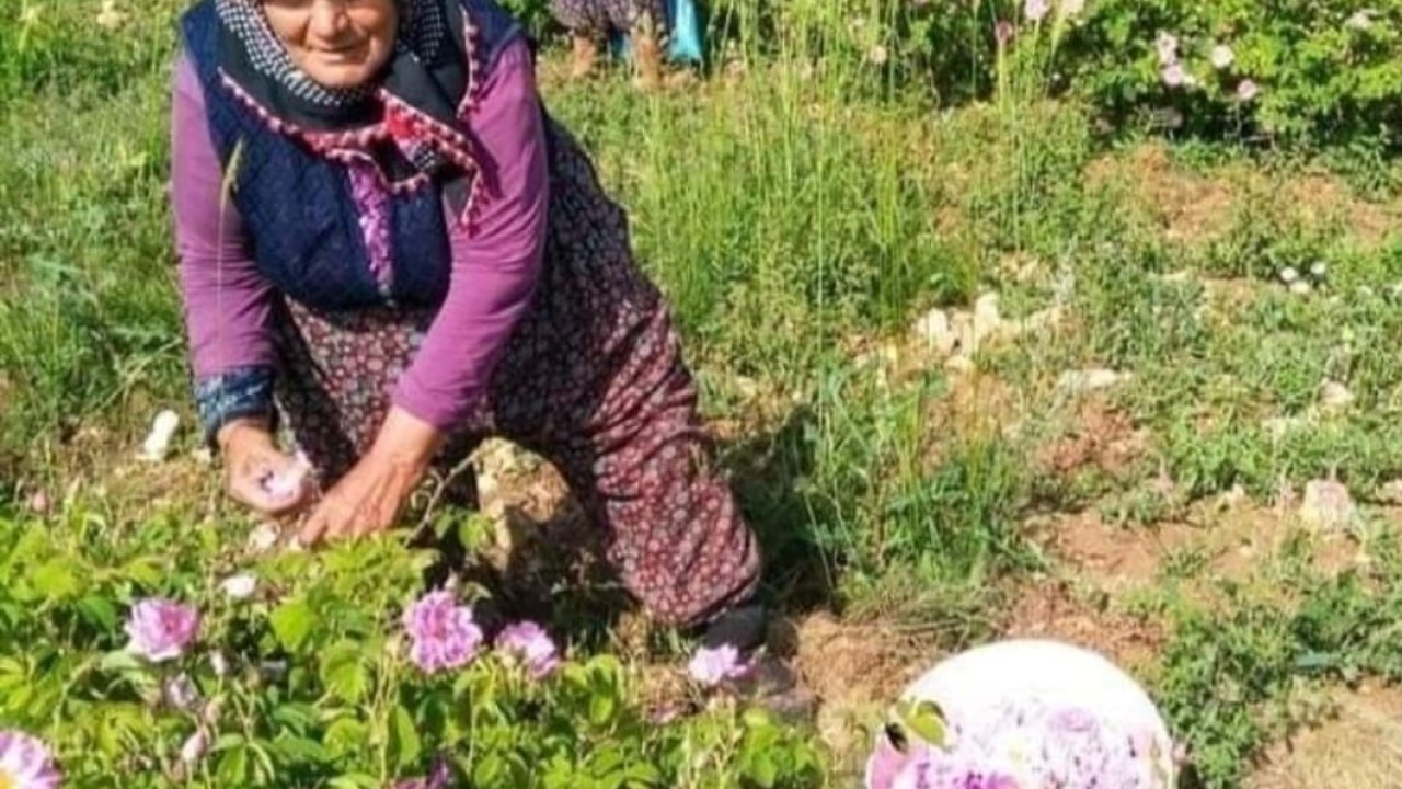 Isparta’da gül çiçeği fiyatı 90 lira olarak belirlendi