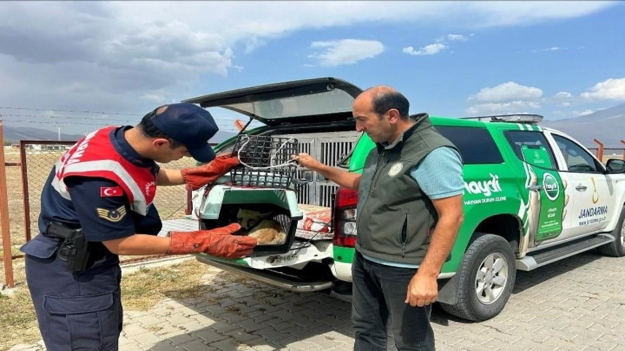 Ağrı’da bitkin düşen tilki, jandarmanın hassas müdahalesiyle kurtarıldı