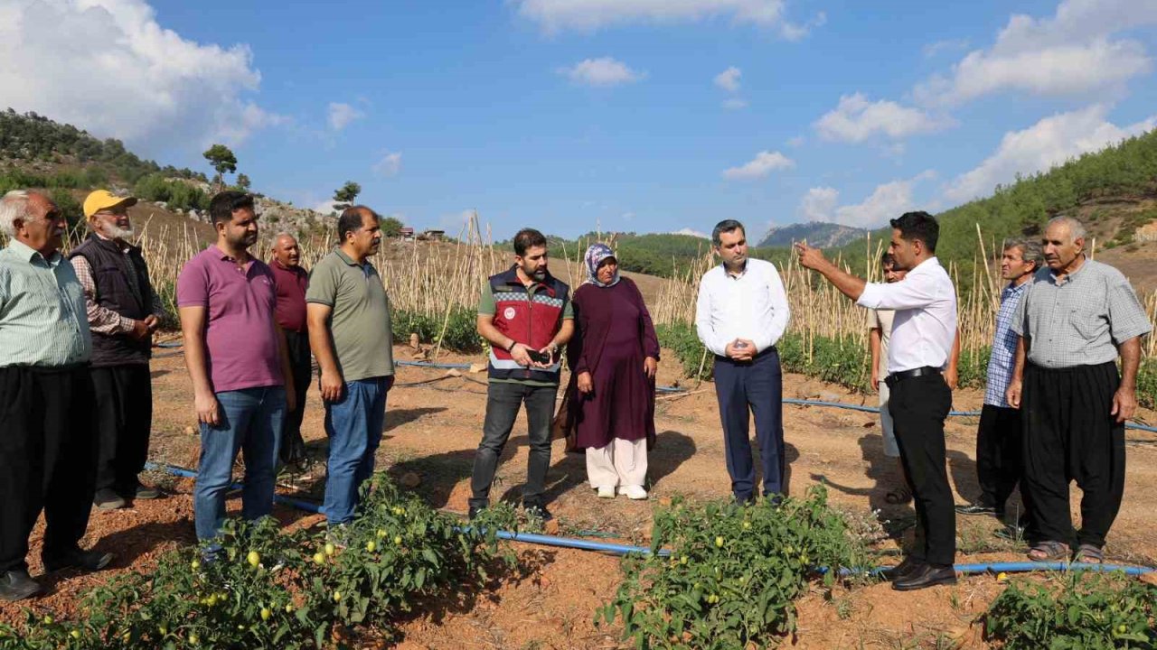 Muhtar dağlık ve susuz mahallede domates yetiştirdi