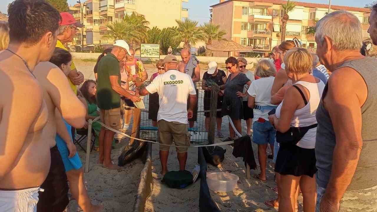 Kuşadası’nda yumurtadan çıkan son yavru caretta da özgürlüğe kulaç attı