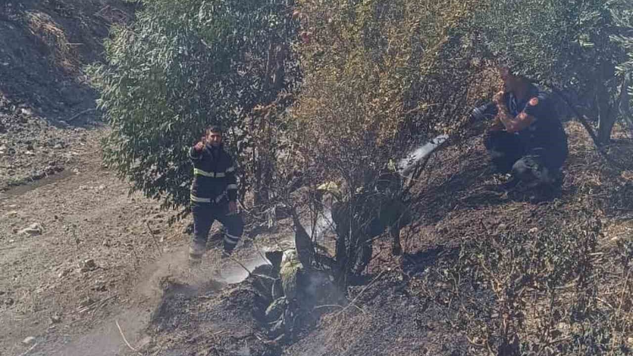 Antakya’da zeytinlik yangını