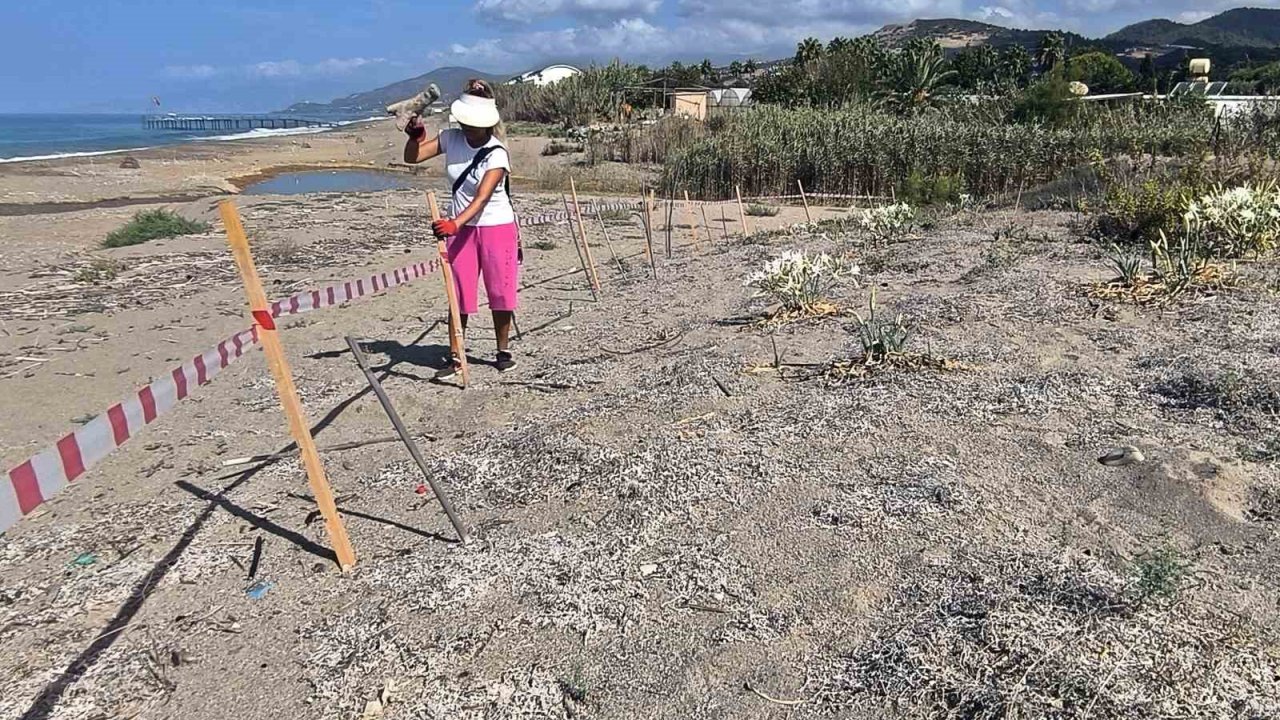 Alanya’da koparılması 387 bin TL ceza olan kum zambakları koruma altına alındı