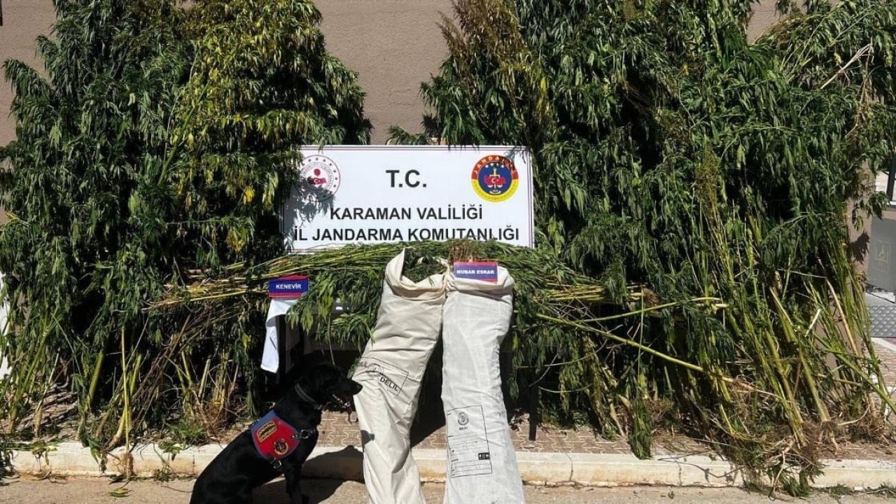 Mısır tarlasında uyuşturucu operasyonu: 1 gözaltı