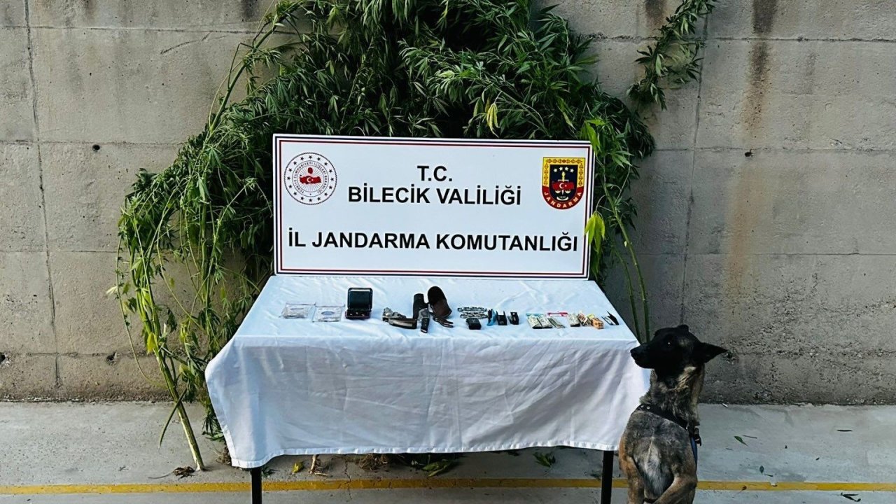 Bilecik’te evinin bahçesinde kenevir yetiştiren şüpheli düzenlenen operasyonla yakalandı