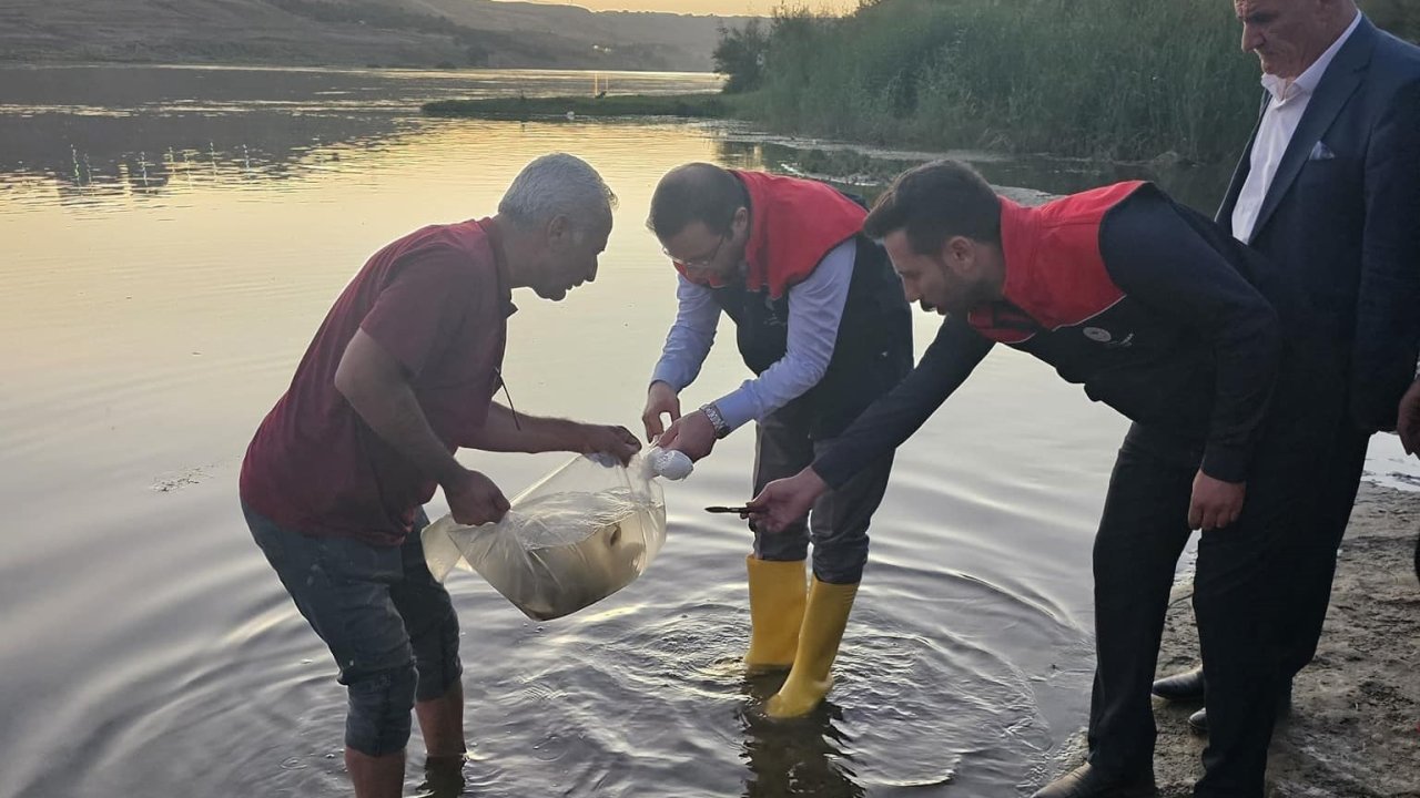 Cizre’de Dicle Nehrine 200 bin adet yavru sazan balığı bırakıldı