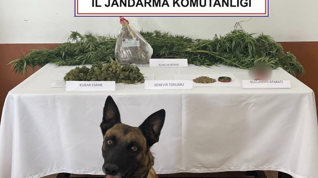 Balkonda kenevir yetiştiren şahsı jandarma yakaladı