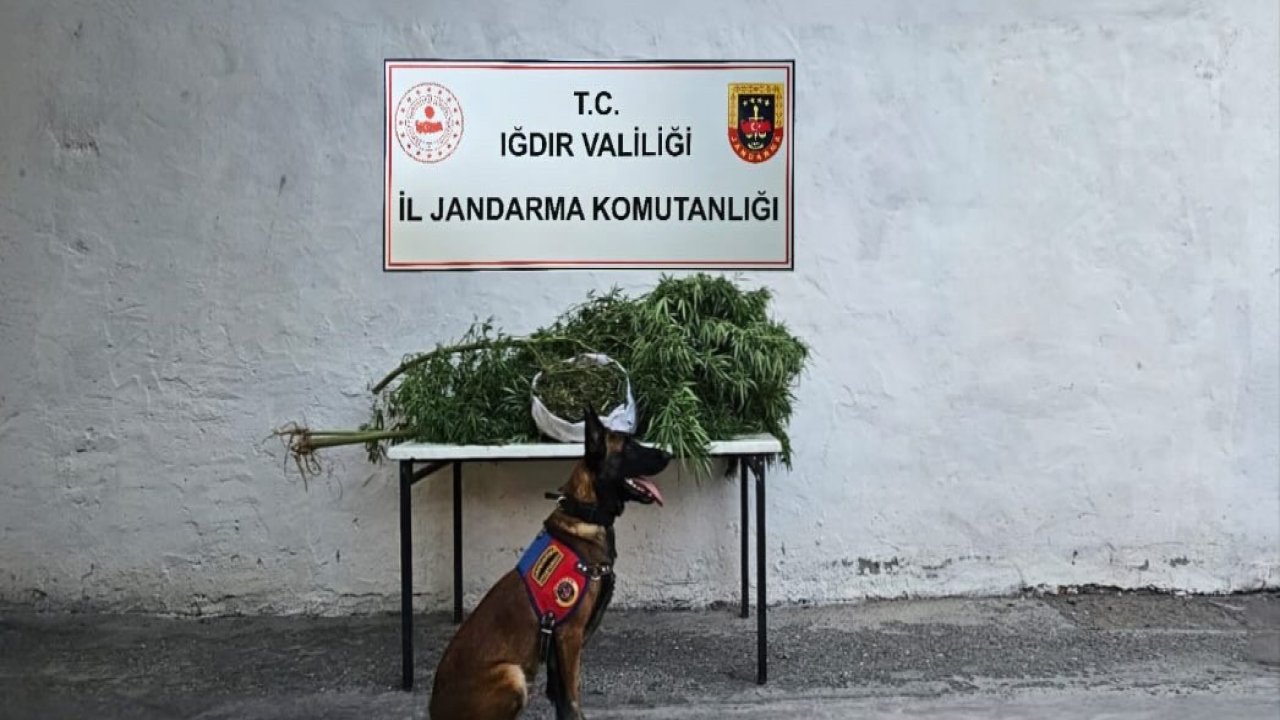 Iğdır İl Jandarma Komutanlığı’ndan uyuşturucu operasyonu