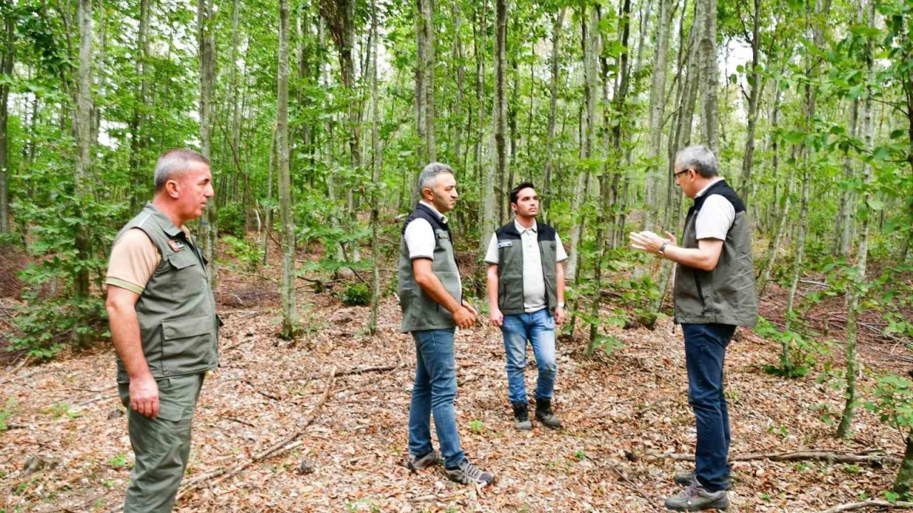 Balıkesir’de kayın ormanlarından bereket yağıyor