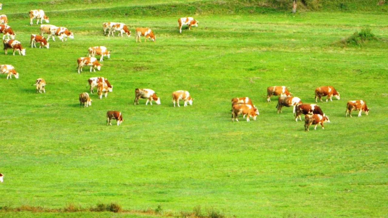 Posof’ta bahardan kalma günler