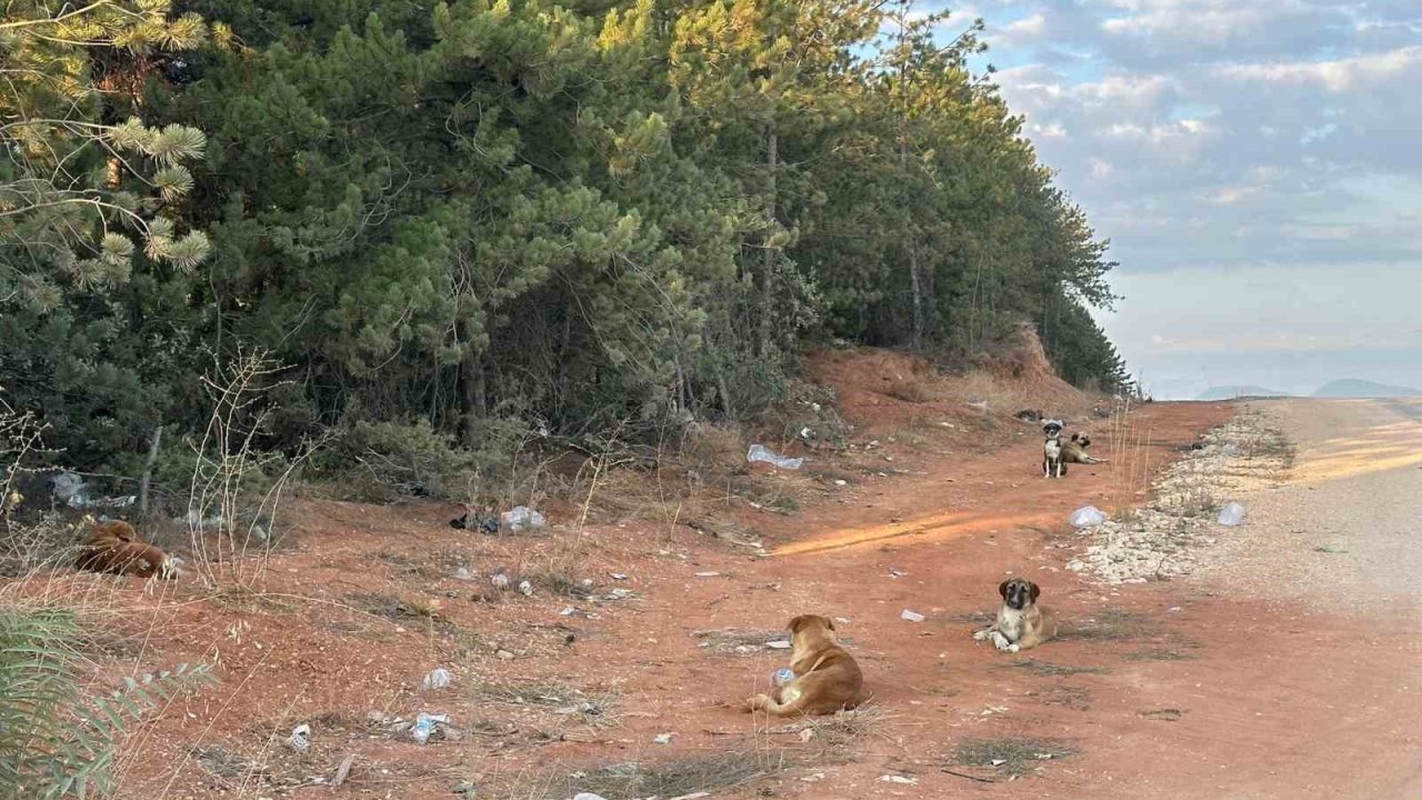 Bilecik’te vatandaşlar sürü halindeki köpeklerden tedirgin