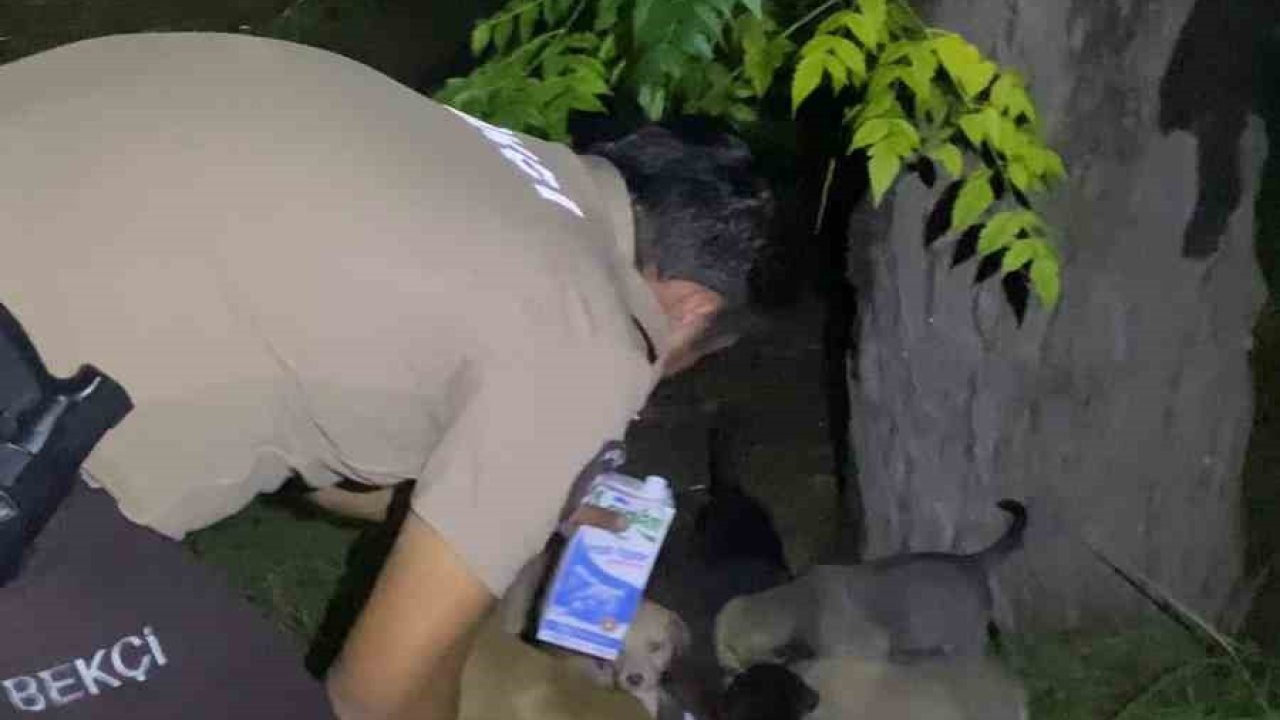 Yavru köpeklerin karnını doyuran bekçiler yürekleri ısıttı