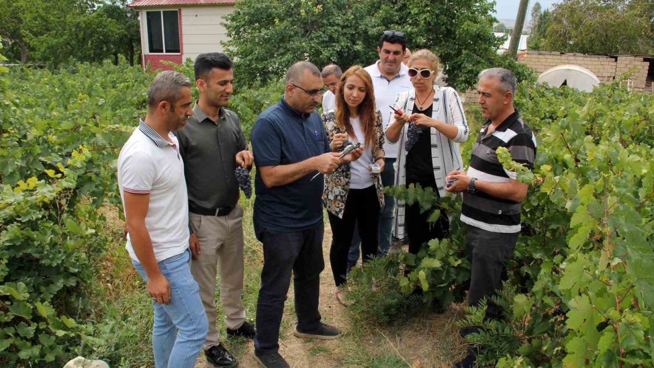 Başkan Süer: “Erciş üzümü kalitesini koruyor”