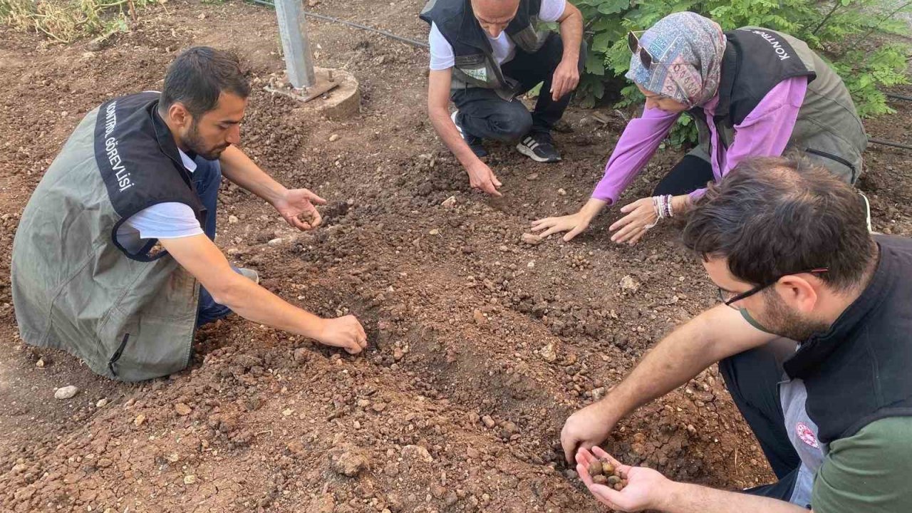 Siirt’te salep üretimi için deneme alanı kuruldu