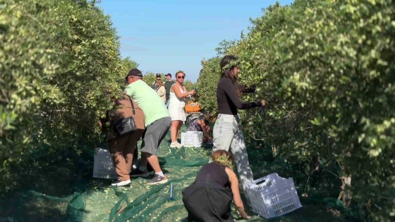 Bozcaada’da zeytin hasat yarışması renkli görüntülere sahne oldu