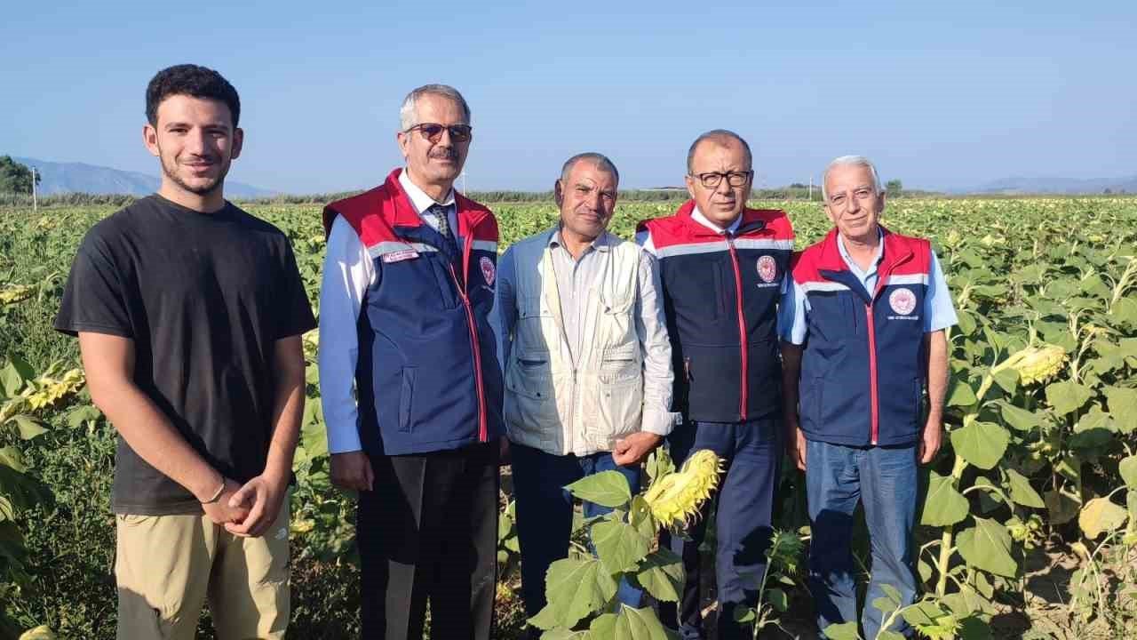 Aydın’da ayçiçeği hasadı öncesi üreticilere destek müjdesi