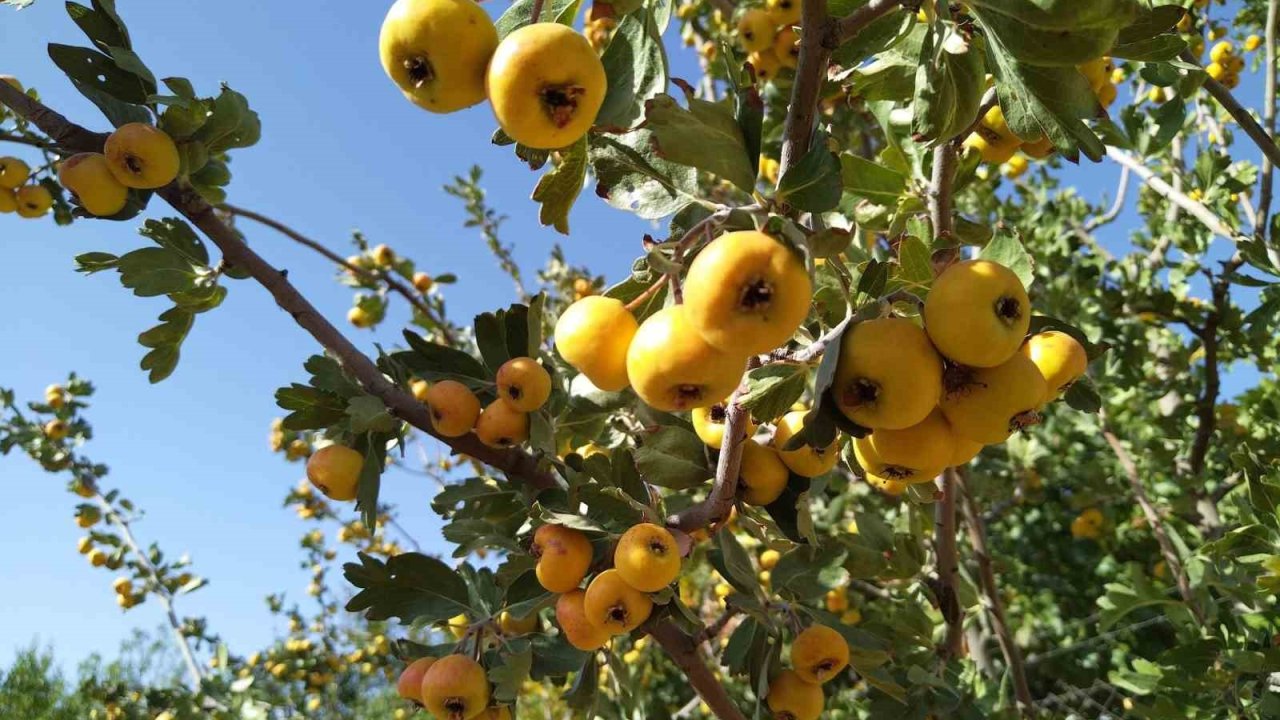 Sonbaharın aromatik meyvesi ‘alıç’ tezgahtaki yerini aldı