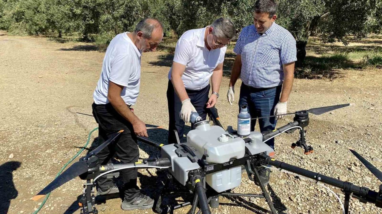 Balıkesir’de zeytin sineğiyle mücadelede sürüyor