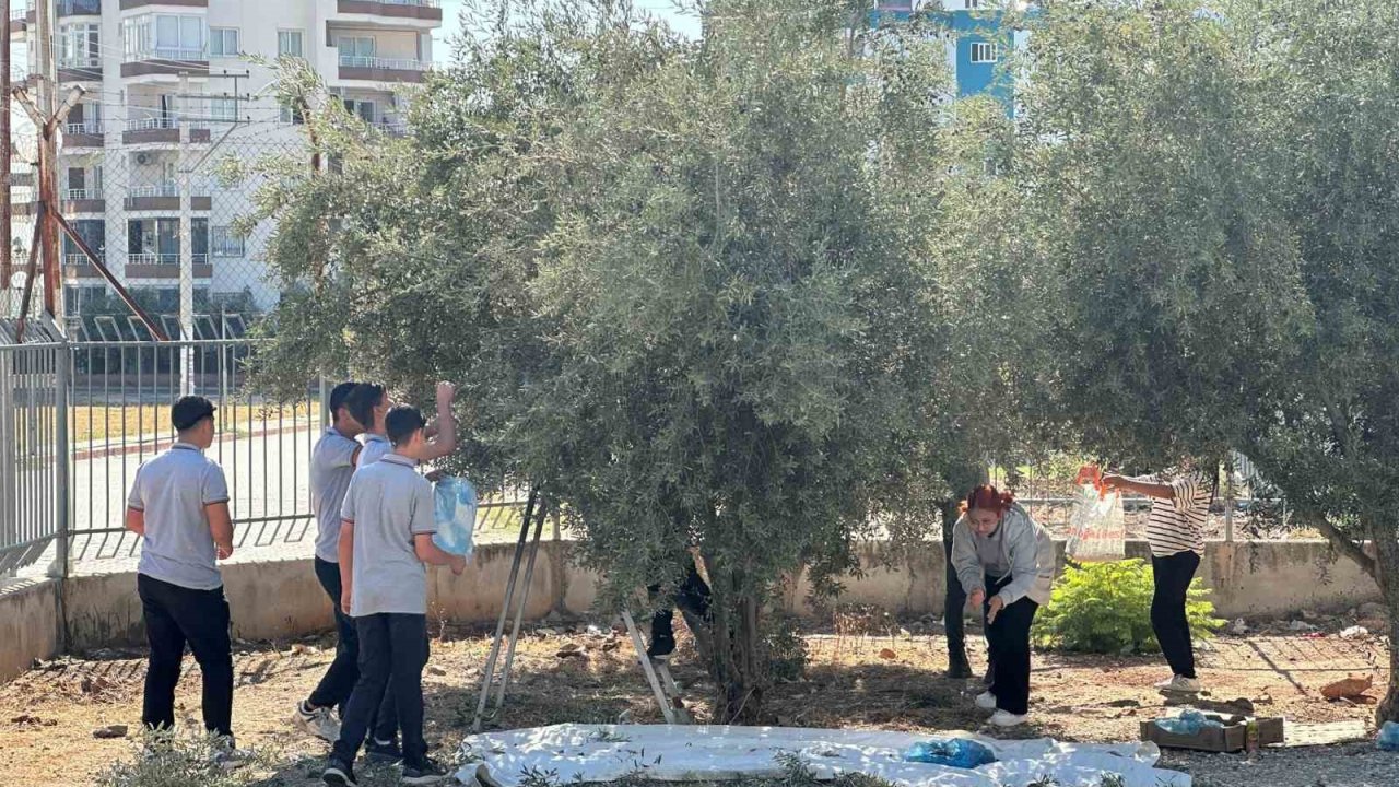 Öğrenciler okul bahçesinde zeytin topladı