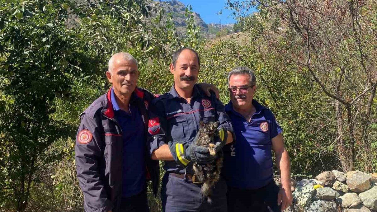 Kafasını kutuya sıkıştıran kedinin imdadına itfaiye ekipleri yetişti